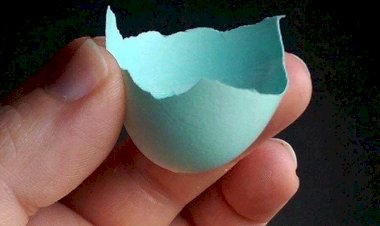 Ameraucana club  mavi yumurta yarışması