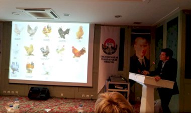 YERLİ IRKIMIZ İSPENÇ TAVUĞU IRK STANDARTLARI  !!!