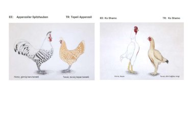 TSHF  IRK STANDARTLARI KOMİSYONU  YENİ ÇEVİRİLER HAKKINDA BİLGİ  # 2