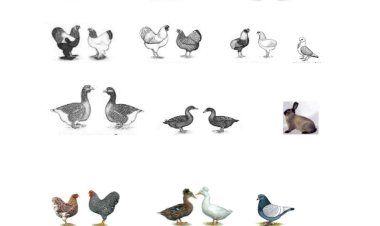 5. Ulusal Gösteri Afyon Katılım Listesi