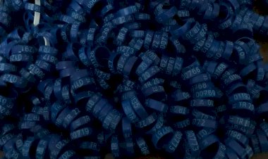 2026 yılı 2. Etap Bilezikleri Siparişi Hakkında