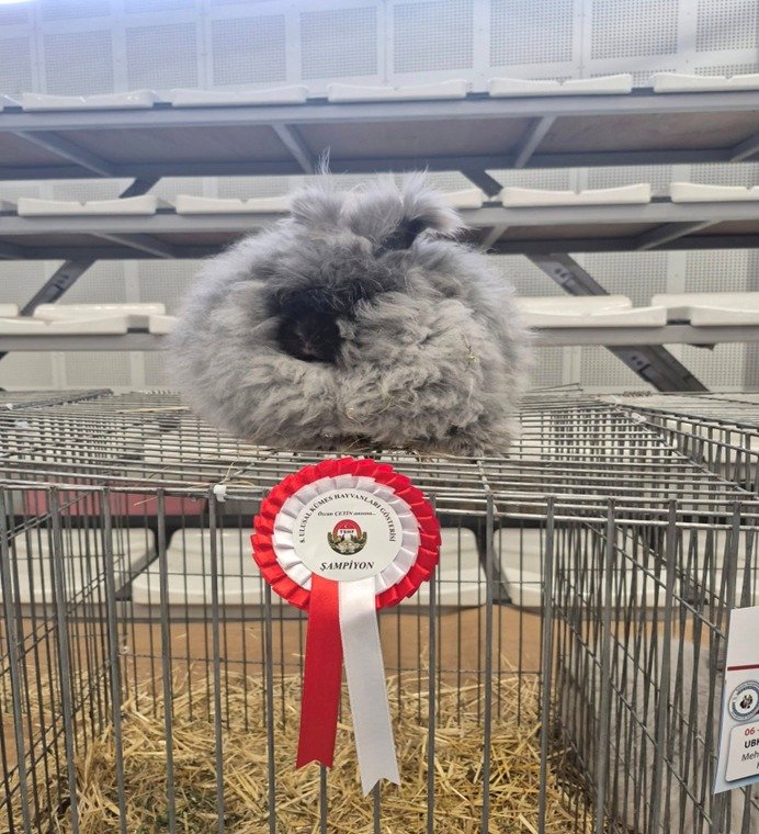 European Association of Poultry , Pigeon , Cage Bird , Rabbit and Cavy Breeders (EE)  tarafından Romanya'da düzenlenecek.