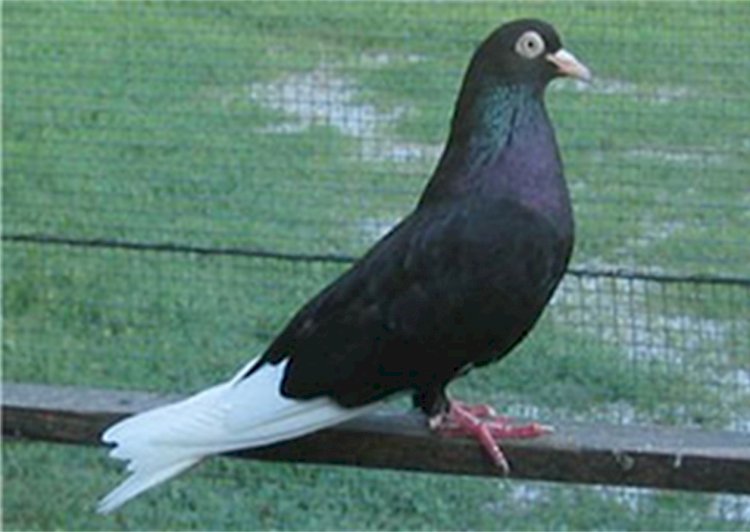 European Association of Poultry , Pigeon , Cage Bird , Rabbit and Cavy Breeders (EE)  tarafından Romanya'da düzenlenecek.