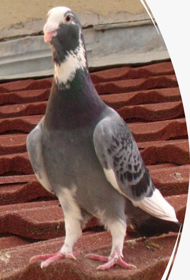 European Association of Poultry , Pigeon , Cage Bird , Rabbit and Cavy Breeders (EE)  tarafından Romanya'da düzenlenecek.