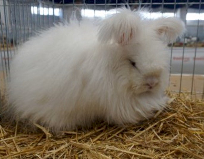 European Association of Poultry , Pigeon , Cage Bird , Rabbit and Cavy Breeders (EE)  tarafından Romanya'da düzenlenecek.